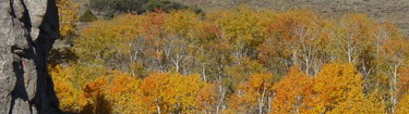 Aspens ablaze with color near Bath Rock